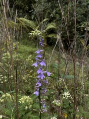 Lobelia elongata