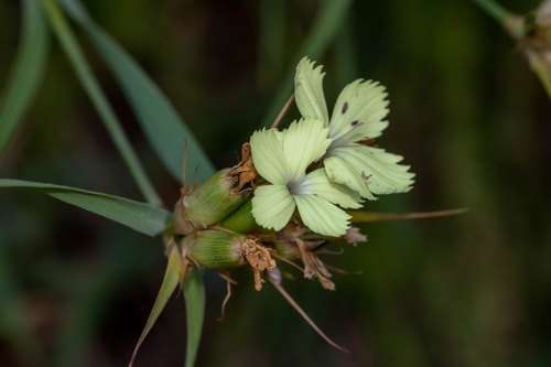 Yellow Pink (Dianthus knappii)