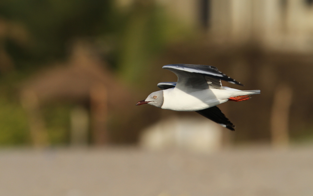 Grey-headed Gull