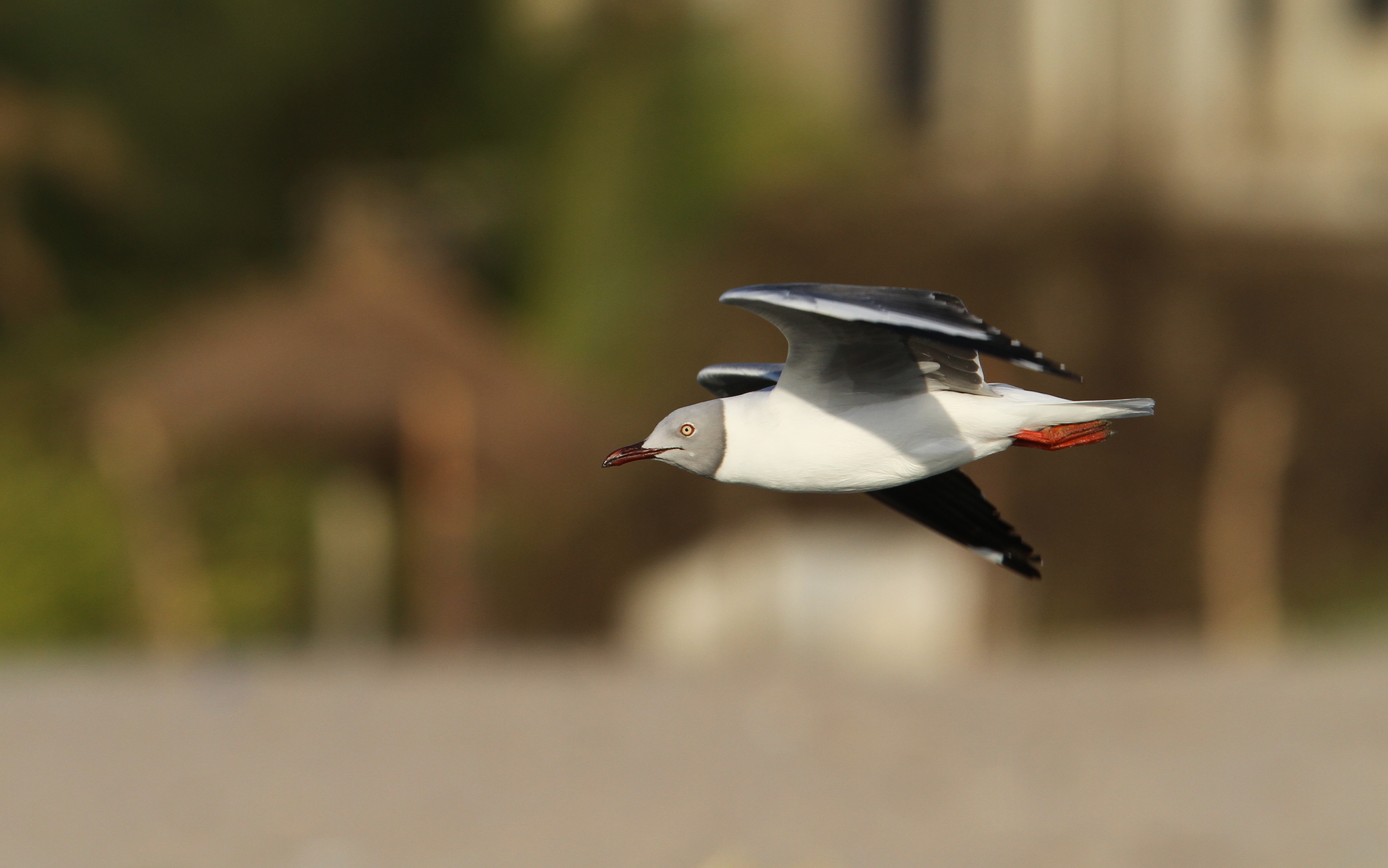 Grey-hooded Gull (Chroicocephalus cirrocephalus)