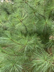 Pinus strobus