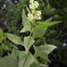 False Indian Plantain - Photo (c) aarongunnar, some rights reserved (CC BY), uploaded by aarongunnar
