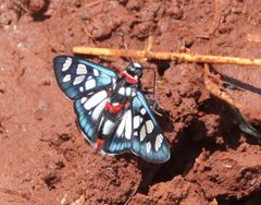 Abantis zambesiaca