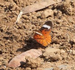 Acraea rhodesiana