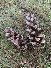 Pinus strobus