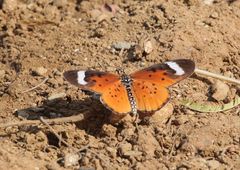 Acraea rhodesiana