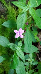 Pseuderanthemum cuspidatum