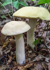 Boletus nobilis
