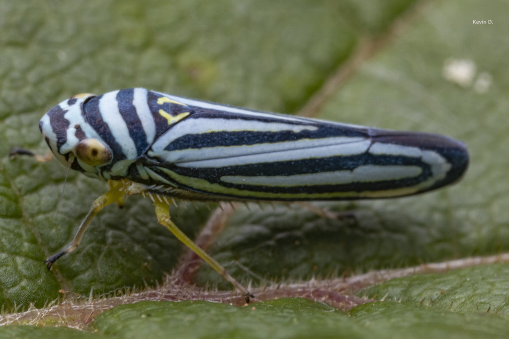 Graphocephala flavovittata