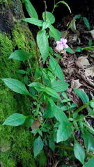 Pseuderanthemum cuspidatum