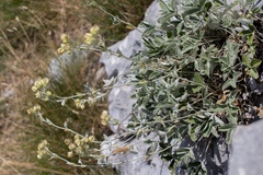 Potentilla speciosa