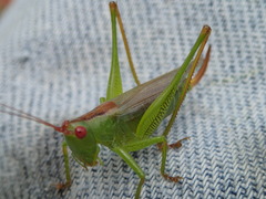 Orchelimum silvaticum