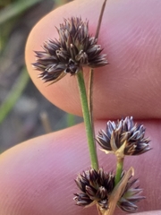 Juncus dregeanus dregeanus