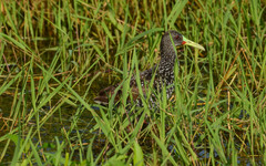 Pardirallus maculatus