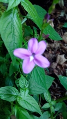 Pseuderanthemum cuspidatum