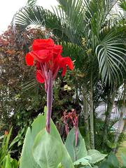 Canna iridiflora