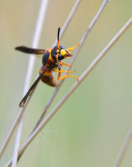 Euodynerus crypticus