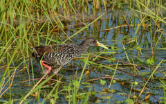 Pardirallus maculatus
