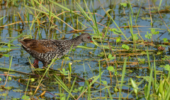 Pardirallus maculatus