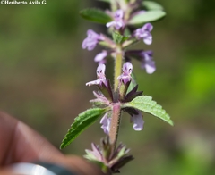 Stachys venulosa