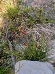 Juncus dregeanus dregeanus