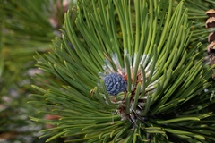 Pinus heldreichii