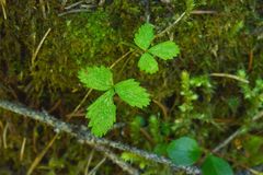Rubus pedatus