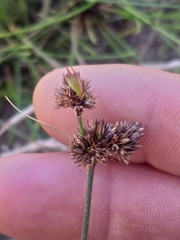 Juncus dregeanus dregeanus