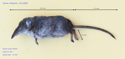 Valais Shrew, photo 5 of 10