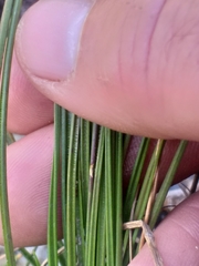 Juncus dregeanus dregeanus