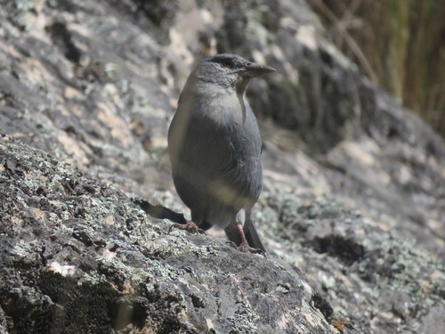 Idiopsar brachyurus