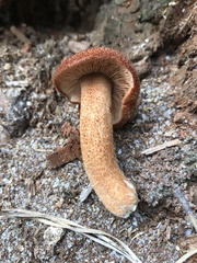 Tricholomopsis formosa