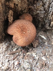 Tricholomopsis formosa