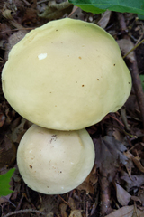 Boletus nobilis