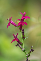 Lobelia × speciosa