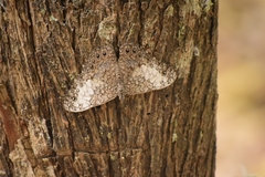 Hamadryas amphichloe