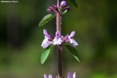 Stachys venulosa