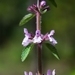 Stachys venulosa - Photo (c) Heriberto Ávila-González, some rights reserved (CC BY-NC), uploaded by Heriberto Ávila-González