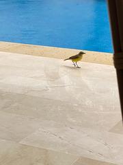 Machetornis rixosa