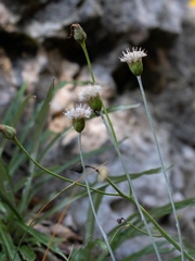 Amphoricarpos neumayerianus