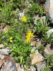 Senecio crassulus
