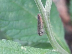 Macugonalia cavifrons