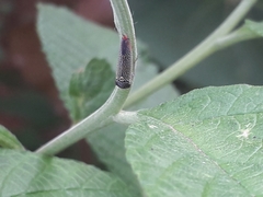 Macugonalia cavifrons