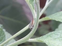 Macugonalia cavifrons