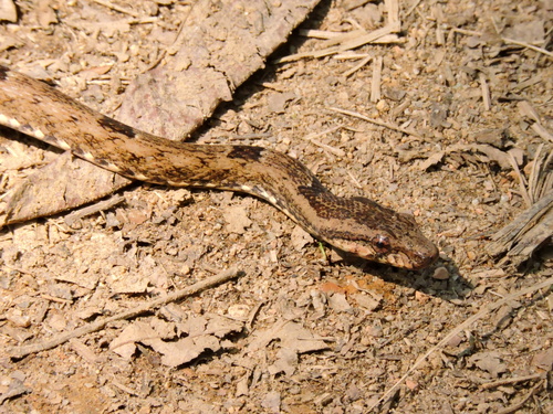 Serra Snake