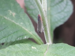 Macugonalia cavifrons