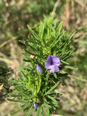 Psoralea glabra