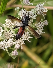 Cylindromyia bicolor