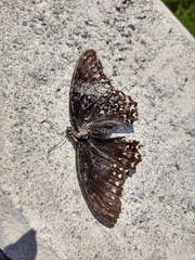 Papilio menatius victorinus