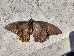 Papilio menatius victorinus